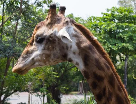 Giraffe of eating vegetables Stock Photos