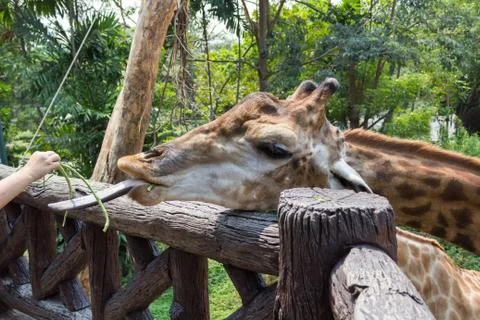 Giraffe of eating vegetables Stock Photos