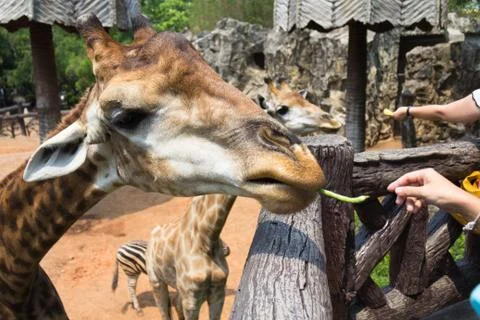 Giraffe of eating vegetables Stock Photos