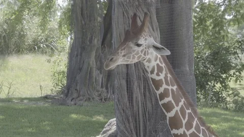 Giraffe eating at the zoo Stock-Footage 81246541