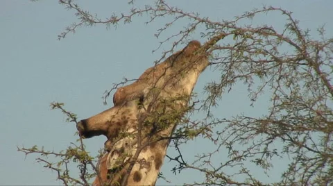Giraffe Eats An Acacia Tree Video stock 45940734