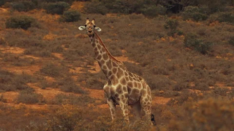 Giraffe eats in Africa Stock Footage 283474884