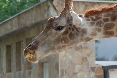 Giraffe eats banana Stock Photos