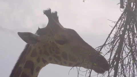 Giraffe eats branches from a tree Stock Footage 331445150