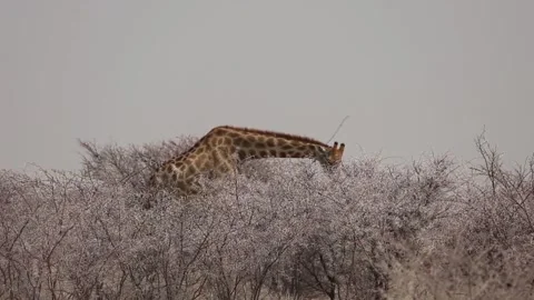 A giraffe eats bush branches Video stock 270951265