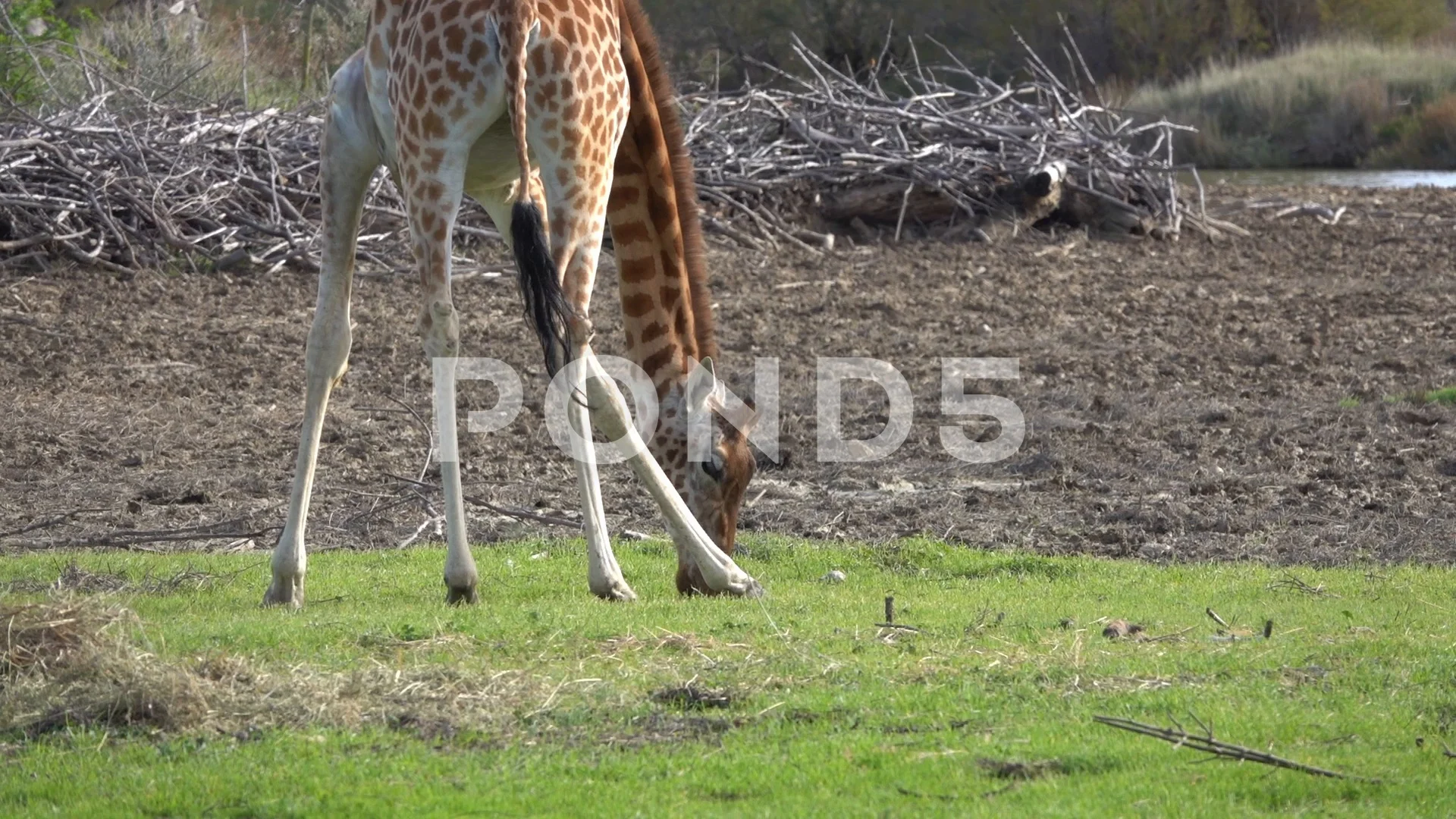 Giraffe Eats The Dry Grass On The Ground Stock Video Pond5