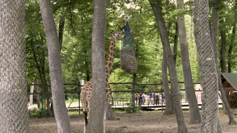 A giraffe eats dry vegetation from a bag hanging in the tall trees at the zoo. Stock Footage 265711651