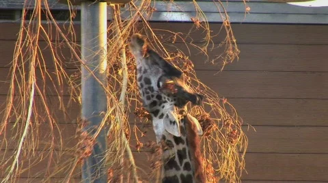 Giraffe eats Stock Footage 283063