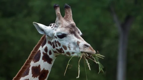 Giraffe eats grass Video stock 91940738
