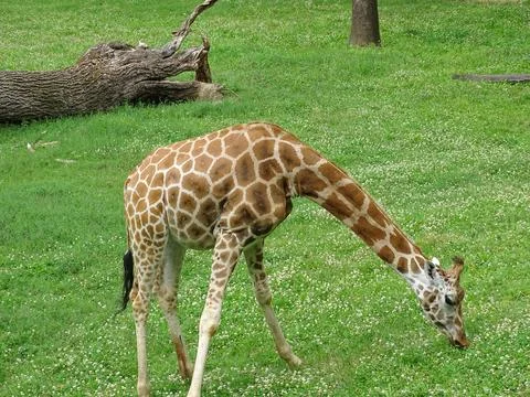 A giraffe eats grass in the summer 写真素材