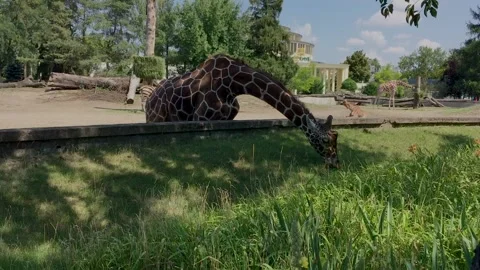 Giraffe eats grass then raises his head up in the Zoo.	 Stock Footage 130199620