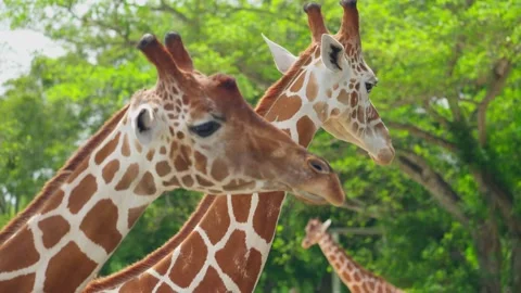 A giraffe eats green leaves from a human hand. Close-up of an animal head. 스톡 동영상 346504115