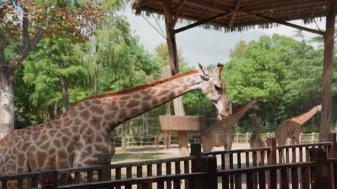 Giraffe eats ground. Tall giraffe reaches down carefully. Graceful giraffe Stock Footage 330164179