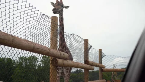 A giraffe eats from hand in a safari park, giraffe head close up, 4K Stock Footage 145612761