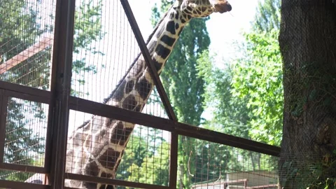Giraffe Eats Hay and Leaves Near Tree in Large Aviary Cage. Children Watching Stock Footage 159831402