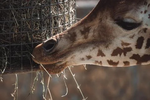 A giraffe eats hay from a feeder Stock Photos