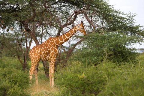 A giraffe eats the leaves of the acacia tree Stock Photos