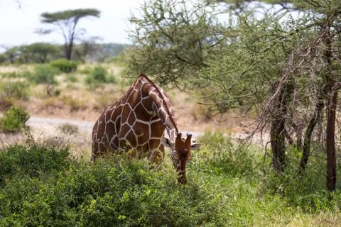 A giraffe eats the leaves of a bush Stock Photos