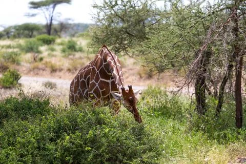 A giraffe eats the leaves of a bush Stock Photos