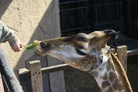 Giraffe eats leaves from human hand at zoo Stock Photos