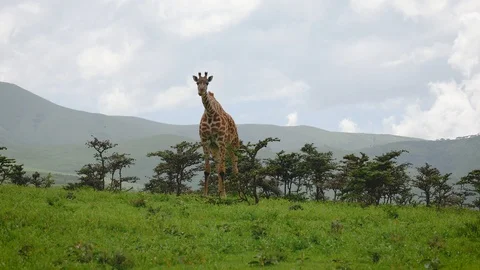 Giraffe Eats Leaves From Thorny Bushes On The Background Of Hills In Africa Stock Footage 108545791