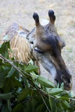 A giraffe eats leaves from a tree branch Stock Photos