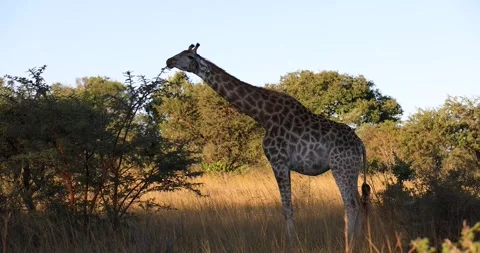 A giraffe eats leaves from a tree Video stock 243981994