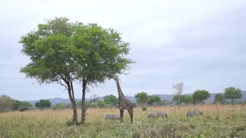 Giraffe eats the leaves of a tree, Kenya Stock Footage 144758305