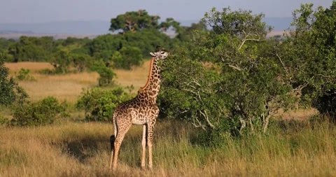 A giraffe eats leaves from a tree in the savannah Video stock 282788132
