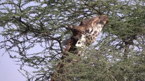 Giraffe eats leaves from the tree. Serengeti, Tanzania, Africa Stock Footage 83701605