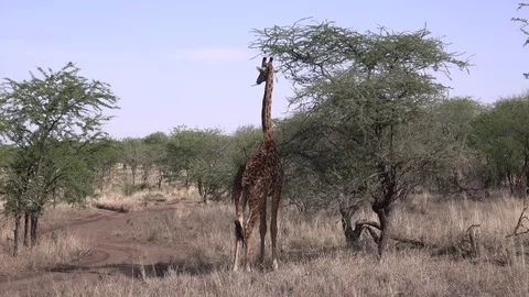 Giraffe eats leaves from the tree. Serengeti, Tanzania, Africa Stock Footage 83703972