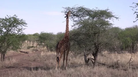 Giraffe eats leaves from the tree. Serengeti, Tanzania, Africa Video stock 83710894