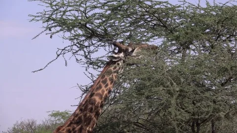 Giraffe eats leaves from the tree. Serengeti, Tanzania, Africa Video stock 83711956