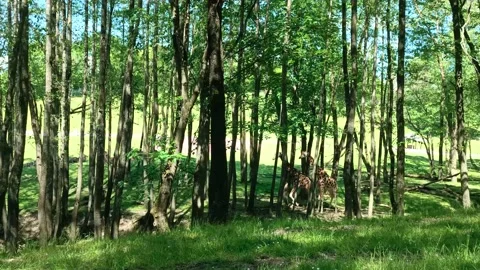 Giraffe Eats Leaves from Tree in Zoo Stock Footage 196998100