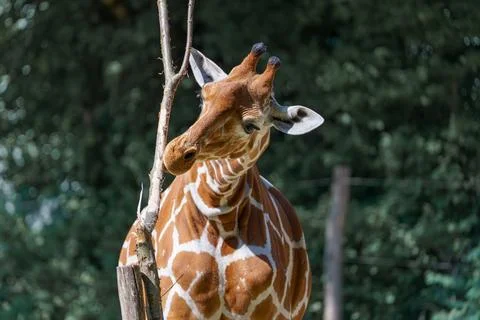 Giraffe eats leaves while standing near a tree in a zoo during daylight hours Stock Photos