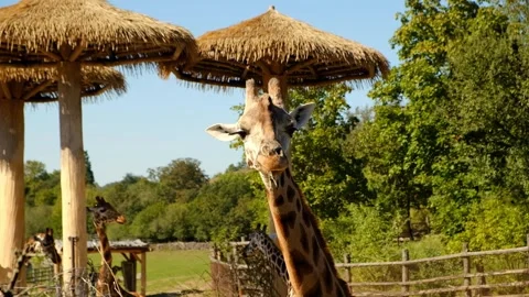 Giraffe eats tree branches, looking at the camera, front view.  Vidéo 285727521