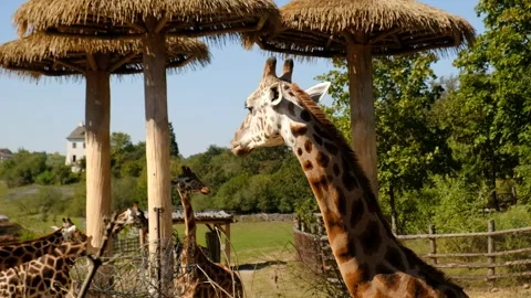 Giraffe eats tree branches, looking at the camera, front view.  Stock Footage 285842266