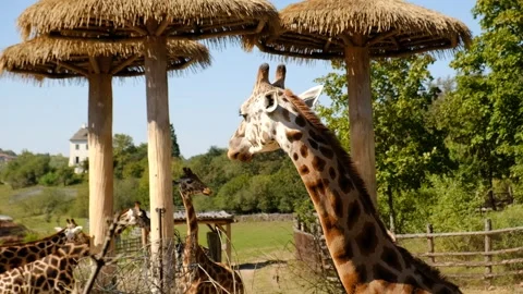 Giraffe eats tree branches, looking at the camera, front view.  Stock Footage 285842335