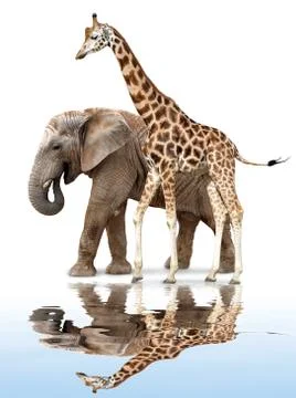 Giraffe with elephant  Stock Photos