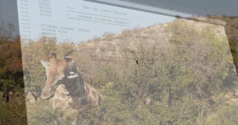 Giraffe emerging from thorny shrubs, being overlaid with floating SQL commands Stock Footage 307464154