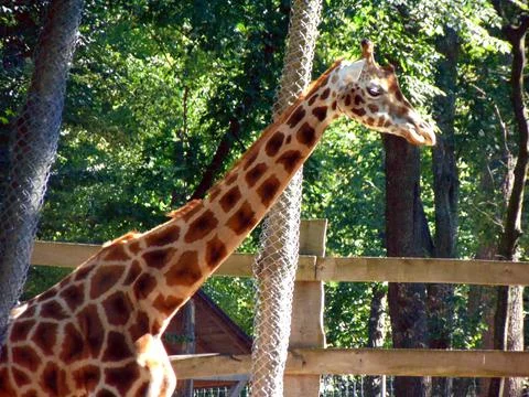 Giraffe in a enclosure - animals Photos