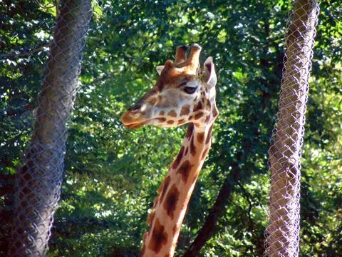 Giraffe in a enclosure - animals Фото
