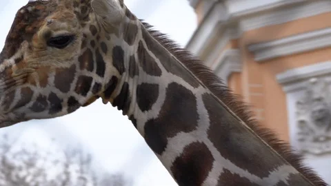 The giraffe in the enclosure looks to the side Stock Footage 106872123