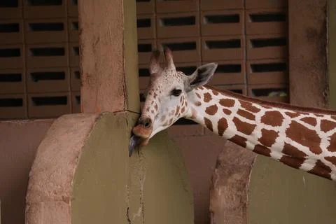 Giraffe at Enclosure Wall Stock Photos