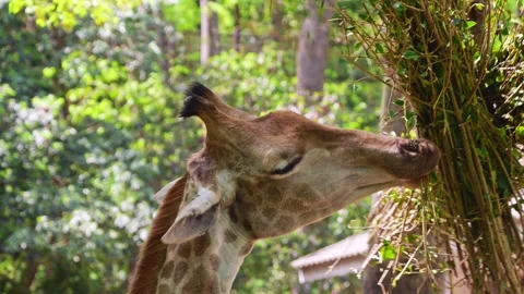 Giraffe enjoys bundle of fresh green leaves at a wildlife park Video stock 334092587