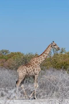 A Giraffe in Ethosha Stock Photos