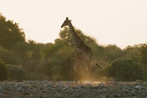 Giraffe in Etosha, Namibia Stock Photos