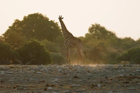 Giraffe in Etosha, Namibia Stock Photos