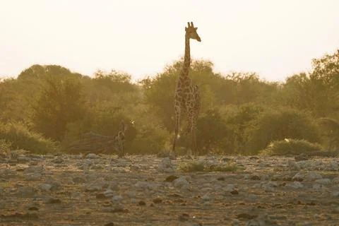 Giraffe in Etosha, Namibia Stock Photos