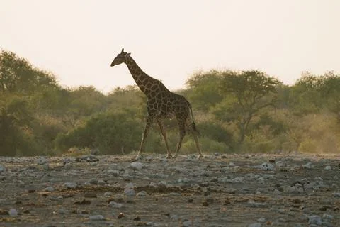 Giraffe in Etosha, Namibia Stock Photos